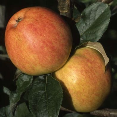 Apple (Malus) Bardsey Bush - 12L
